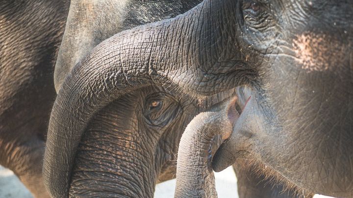 Create a kinder world for our gentle giants... campaign photo, 1 of 4