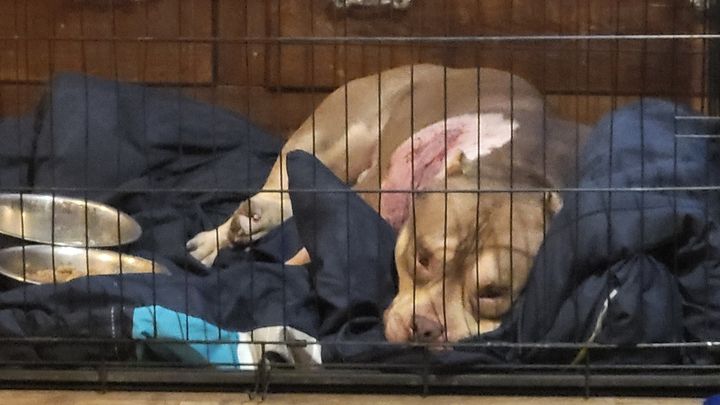 Urgent Care for Sweet Dinero After Attack campaign photo, 1 of 8