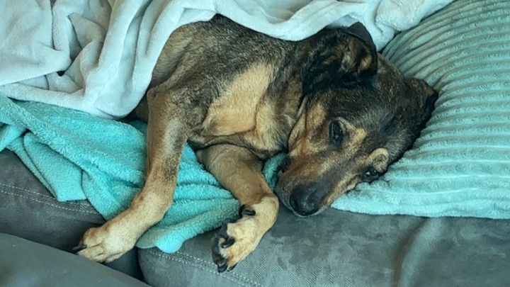 Help Save Dude: Zach's Best Friend Needs Treatment