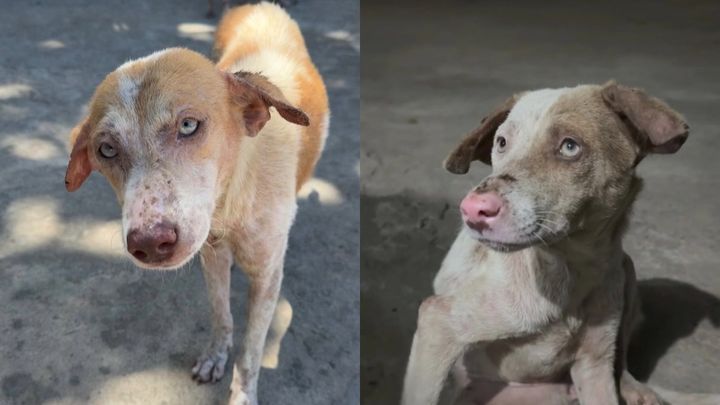 Help us rescue stray dogs from the Philippines campaign photo, 1 of 8
