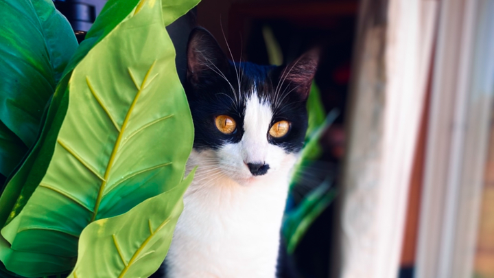 Help Save Remi – Our "Shoulder Cat" Fighting for Her Life campaign photo, 1 of 8