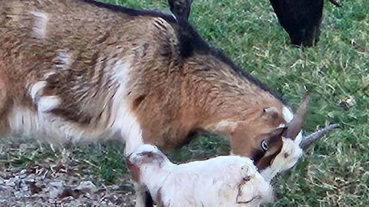 ❤ Support Stephens Goat Ranch ❤ campaign photo, 1 of 7