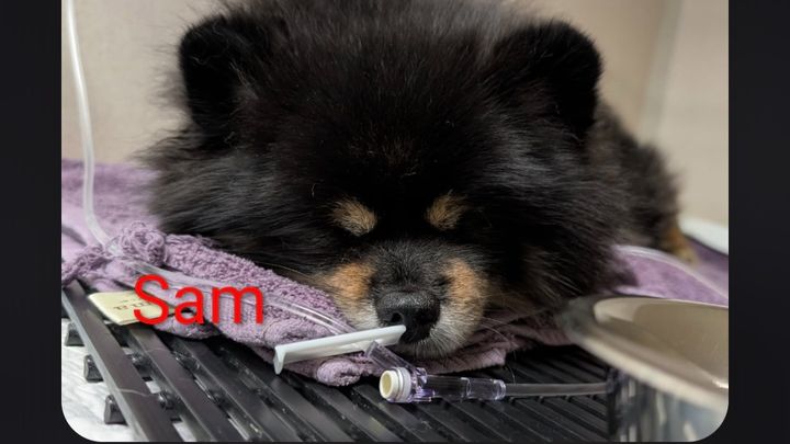 Help Sam the Pomeranian Get Lifesaving Care campaign photo, 1 of 8