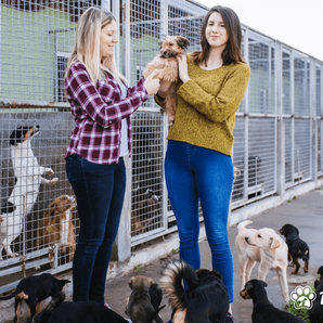 Safe Haven dog sanctuary