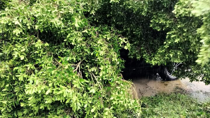 fundraiser-by-brigett-duncan-tree-removal-expenses-for-sheri-and-david