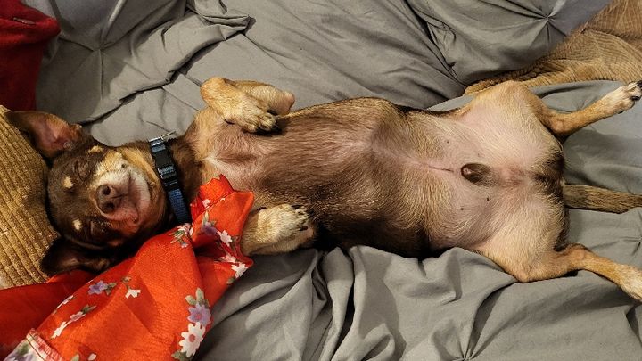 Pregnant chiweenie 2024