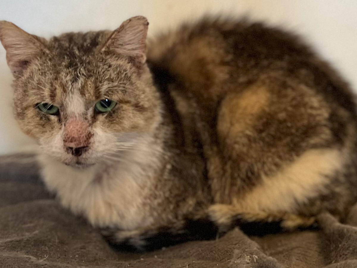 Peanut ongoing medical bills and expenses campaign photo, 1 of 8
