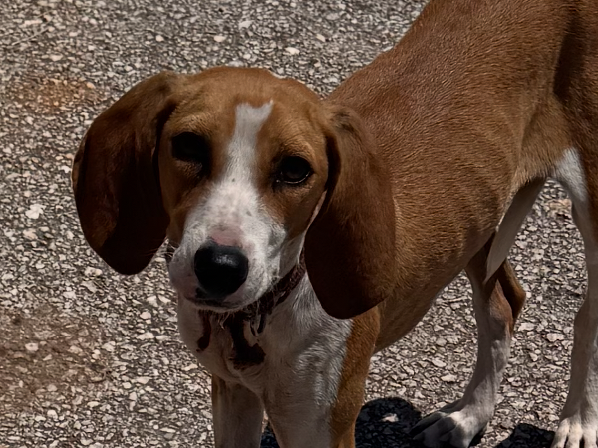 Help Give Zakynthos Stray Animals a Second Chance campaign photo, 1 of 8