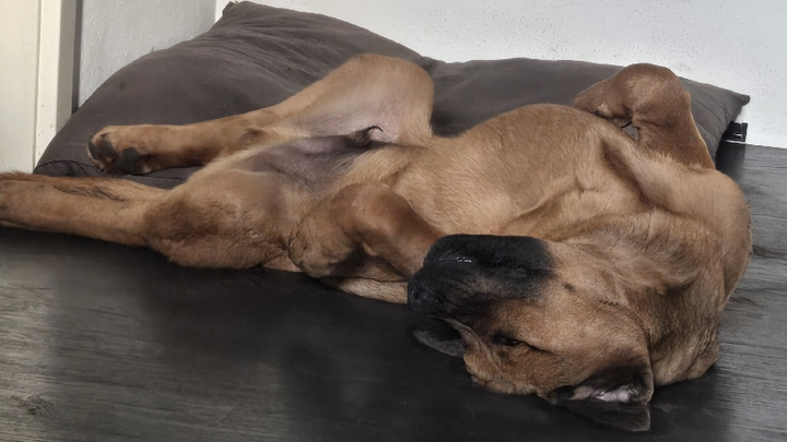Helft mir, meinen Welpen Simba zu retten campaign photo, 1 of 7