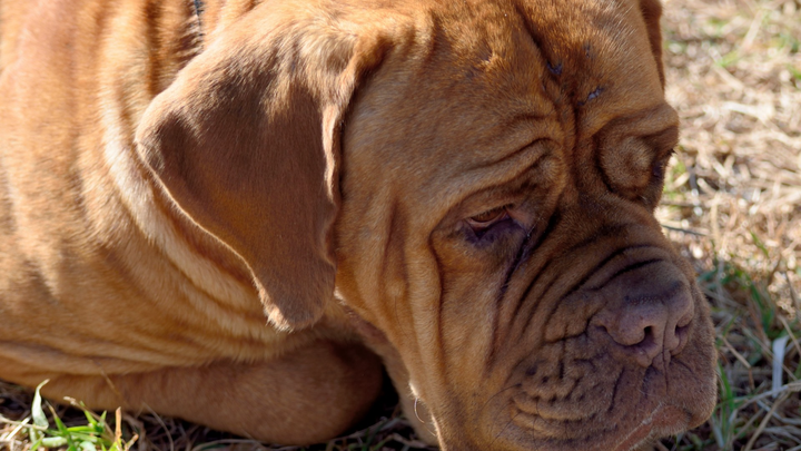 Help Save My Sick Dog – Urgent Need for Treatment campaign photo, 1 of 3