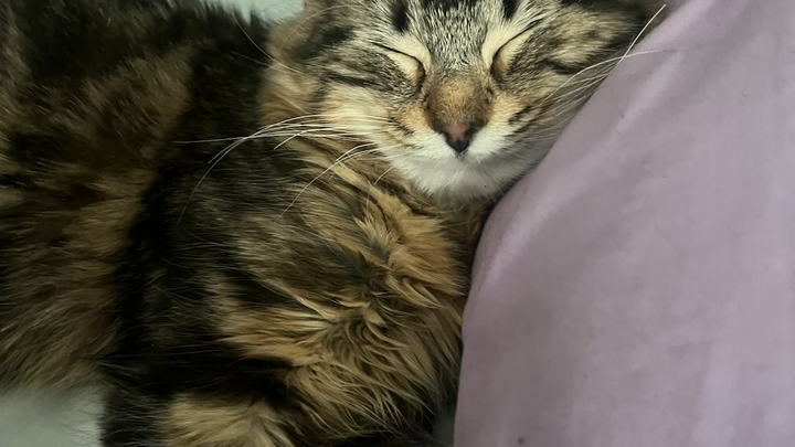 Help Clarivel Save Scar: A Daughter's Hope campaign photo, 1 of 6