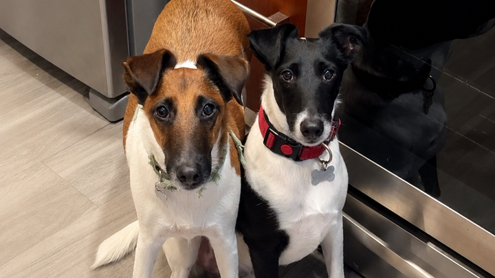 Help Save Spaky’s Life campaign photo, 1 of 8