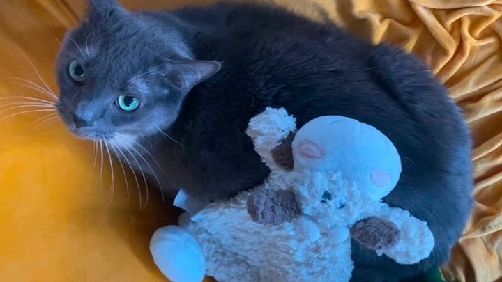 Help Us Save Our Cats and Ourselves After a Devastating Loss campaign photo, 1 of 8