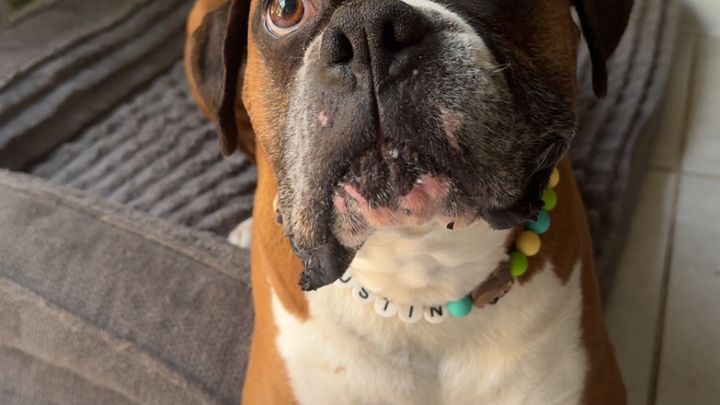 Support Justin’s Veterinary Treatment campaign photo, 1 of 5