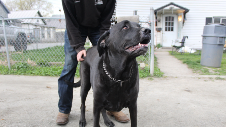 Help Louie with his life saving surgery! campaign photo, 1 of 5