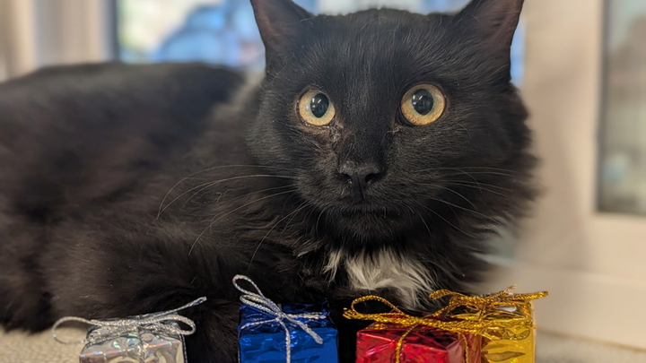 Help a Former Feral Sweetheart Get Lifesaving Heart Surgery campaign photo, 1 of 2