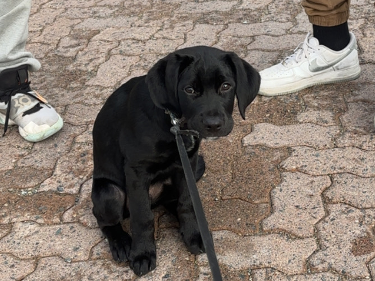 Help save my pup from fighting parvo campaign photo, 1 of 6