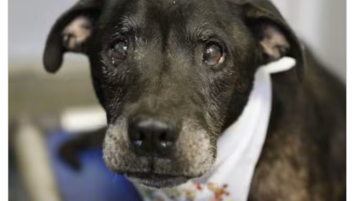 Help Save Senior Dog Poncho campaign photo, 1 of 8