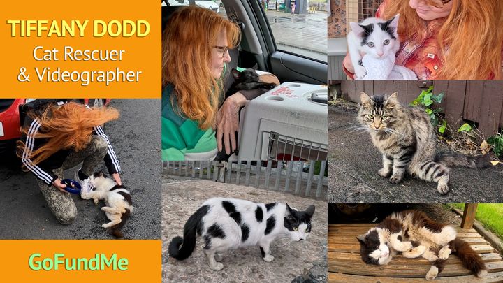 Rescuing & promoting "homeless cat love" through video & art campaign photo, 1 of 3