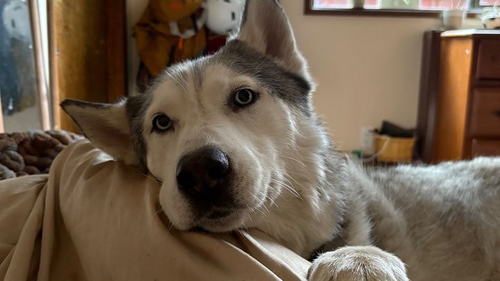 Help Duke Walk Again After Injury campaign photo, 1 of 7