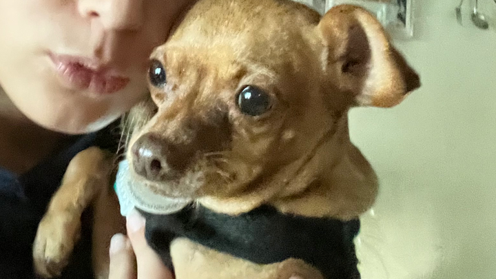 Please help pay for our dog’s medical care to save his life campaign photo, 1 of 4