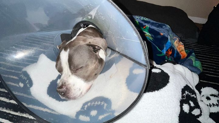 Julian & Zeppelin After Emergency Surgery campaign photo, 1 of 7