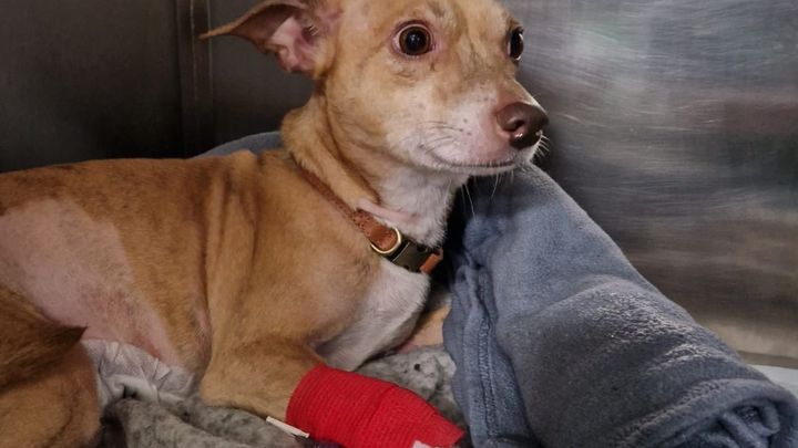 Help Our Beloved Marshall Get Back on His Paws campaign photo, 1 of 3