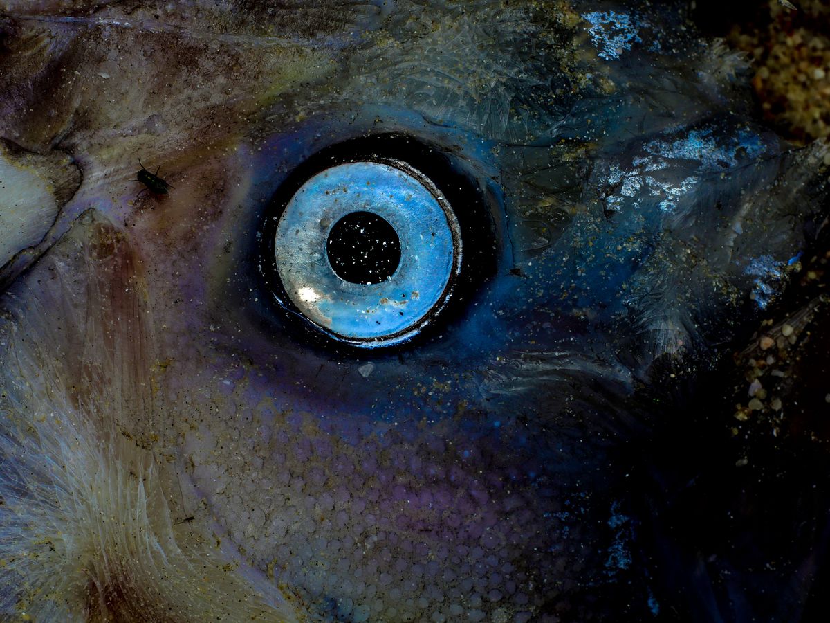 Fundraiser’s main image