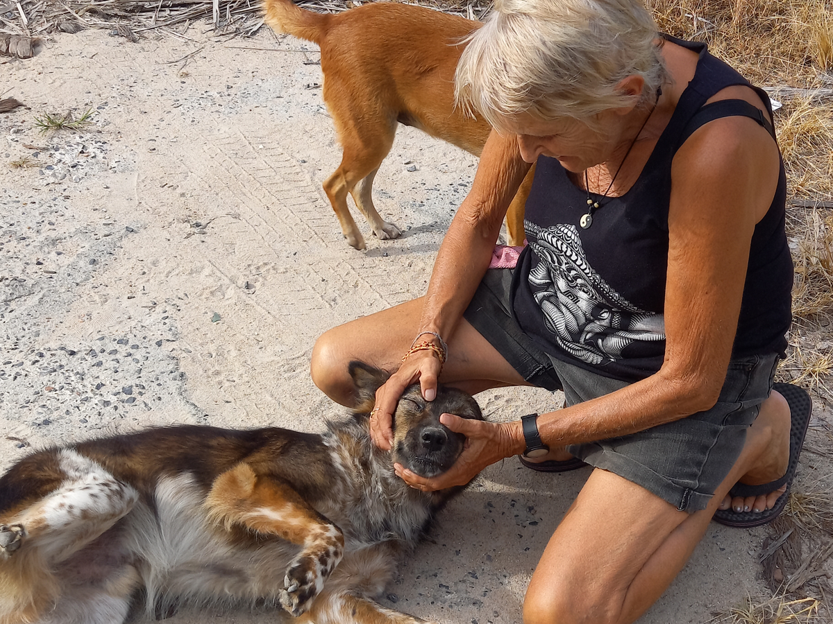 Koh Samui Streuner campaign photo, 1 of 3