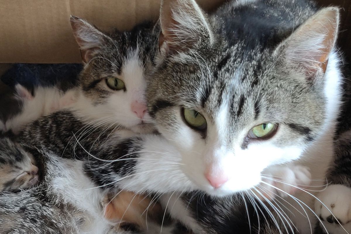 ＜BB.Kong＞STRAY CATS UNRELEASED DEMO Fundraiser by Lisa Morales : Help Moon Lake's Stray Cats: TNR & Care