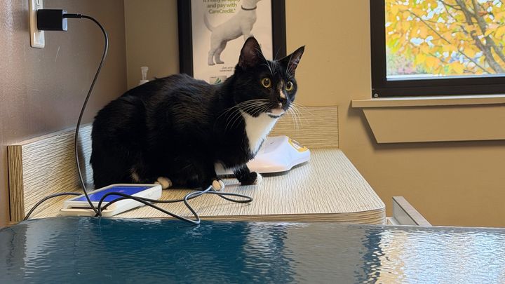 Photo de la campagne Magik Needs Urgent GI Blockage Surgery, 1 sur 8