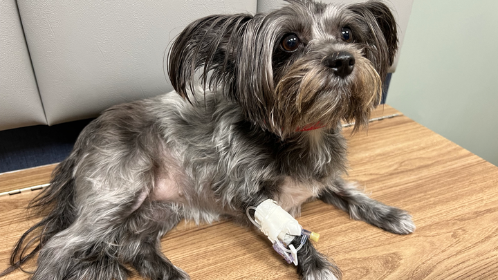 Help Save Mini, She Needs a Plasma Transfusion campaign photo, 1 of 8