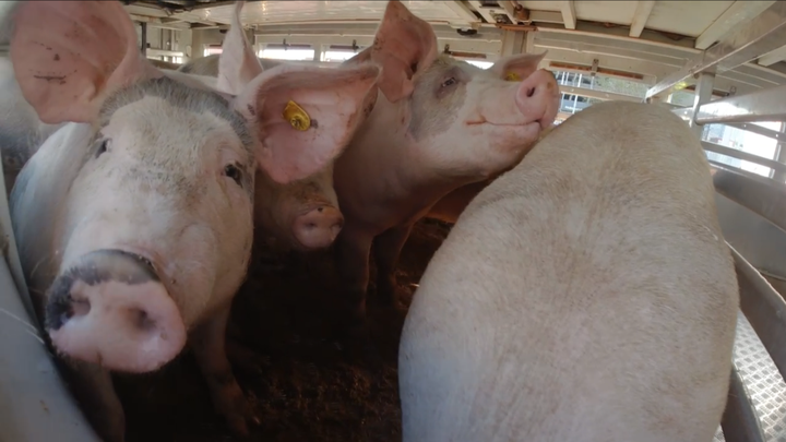 Kampagnen-Foto für Tierrechtsaktivismus Aargau, 1 von 3