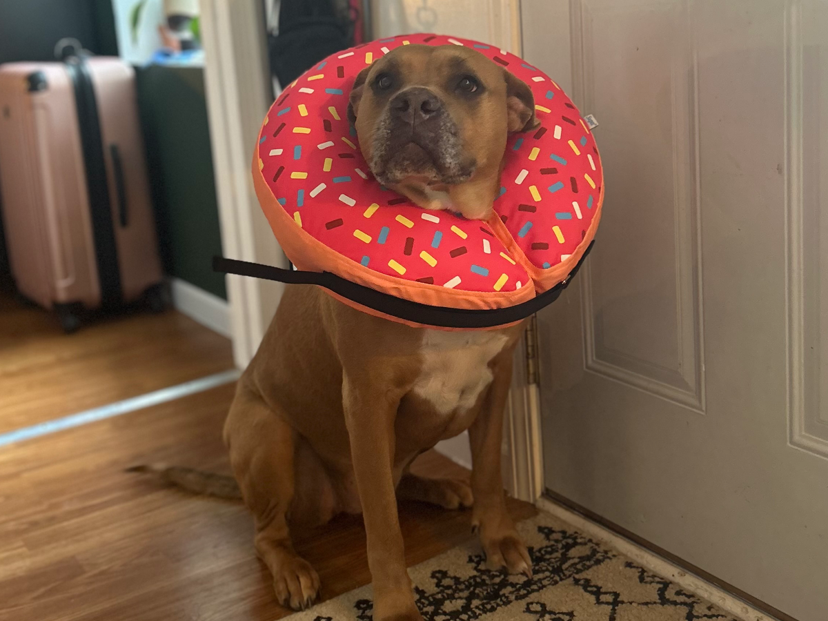 Donate for Olivia's Happy Tail Recovery campaign photo, 1 of 8