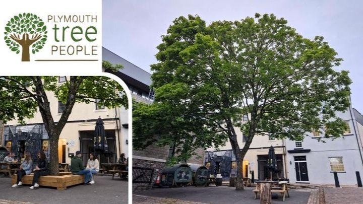 Let's Help the Maple in the Square campaign photo, 1 of 3