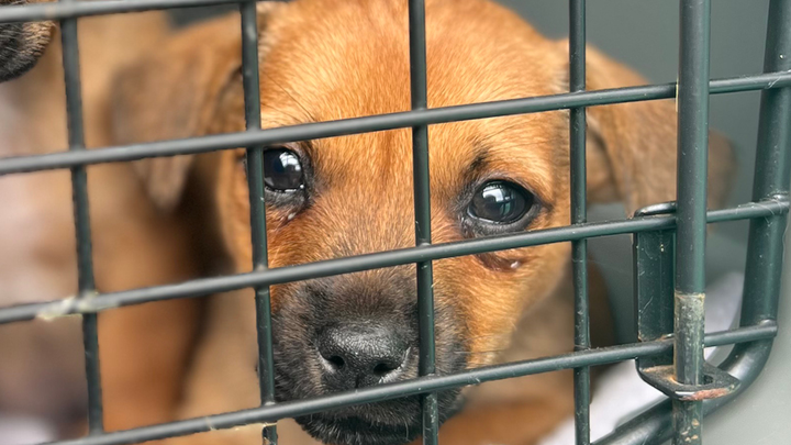 Donate to help the DSPCA save animals in need campaign photo, 1 of 3