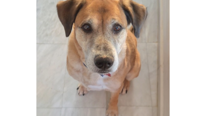 Help Riley Fight for His Life campaign photo, 1 of 8