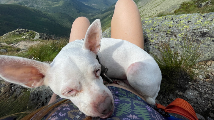Support Boss: Sweet Puppers Needs Dental Care campaign photo, 1 of 8