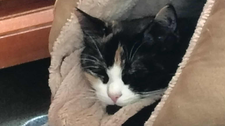 Help Bean MY EMOTIONAL SUPPORT KITTY Get Spayed: campaign photo, 1 of 6