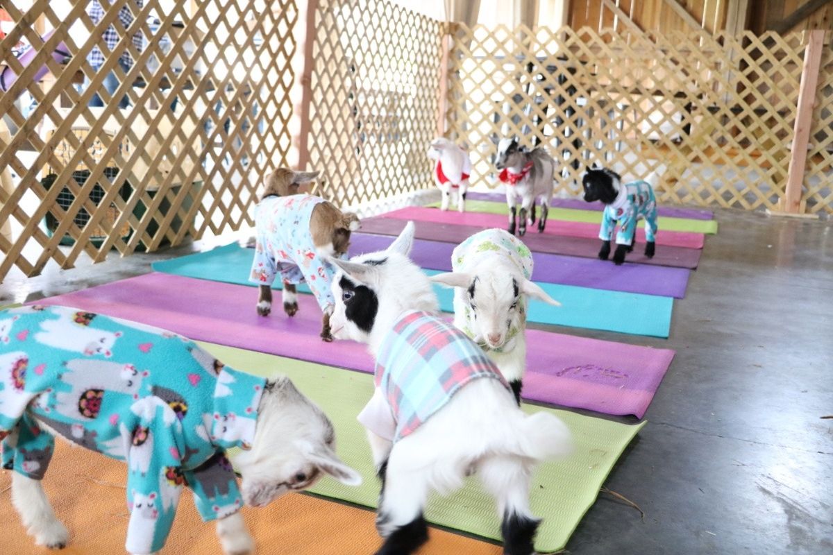 Goat-Fund Me. Small Farm Business needs love! - GoFundMe