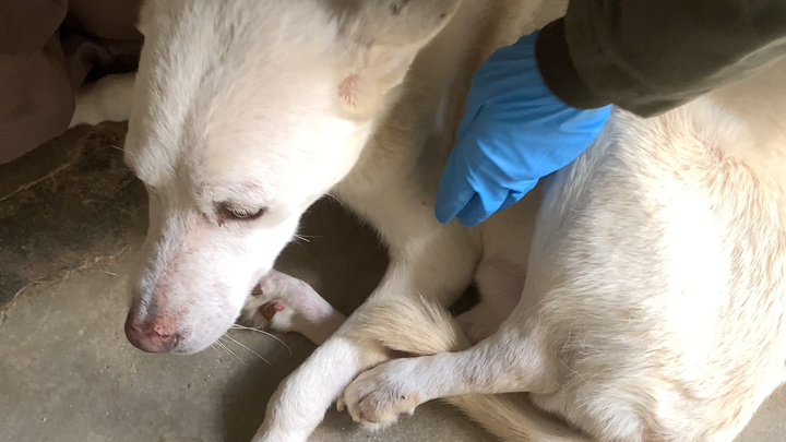Fundraiser by Assoc Salva un cane e un gatto del Sud : Rischio ...