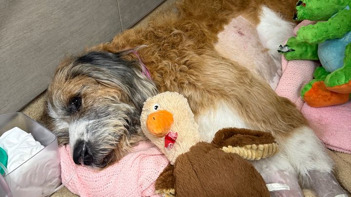 Help Henry Recover: Emergency Vet Care campaign photo, 1 of 6