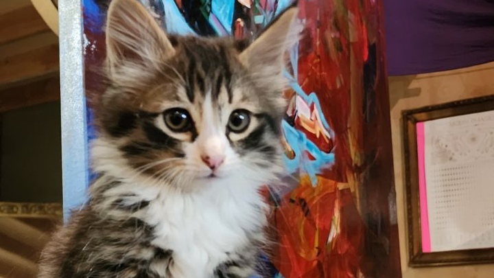 Save Davinci: Urgent Treatment Needed campaign photo, 1 of 8