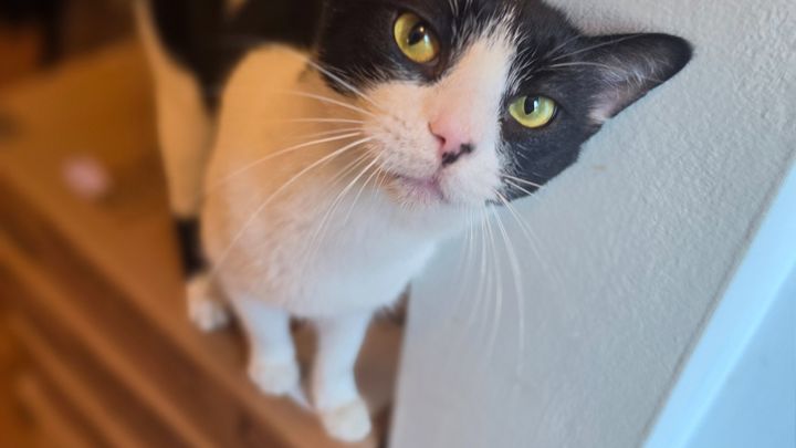 Save Zen Cat Sanctuary: Help Us Relocate 180 Cats campaign photo, 1 of 8