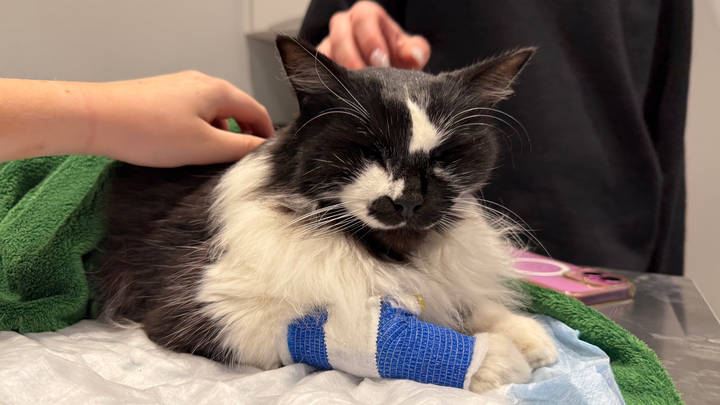 Support Scooter’s Emergency Vet Care campaign photo, 1 of 7