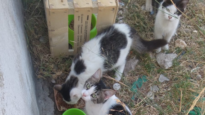 Un futuro migliore per i mici campaign photo, 1 of 8