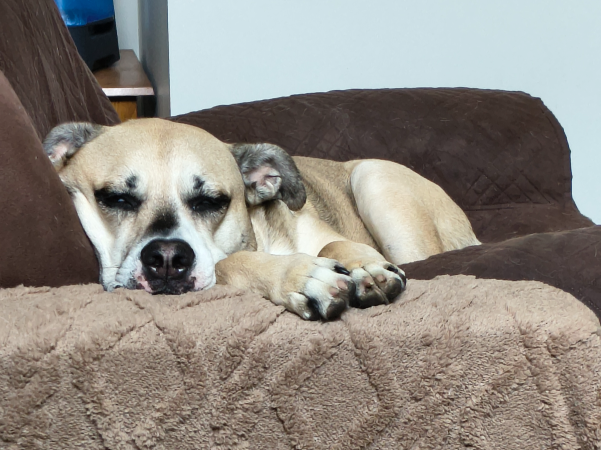 Support Needed for My Sick Dog campaign photo, 1 of 3