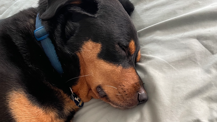 Support Thor's Recovery campaign photo, 1 of 3
