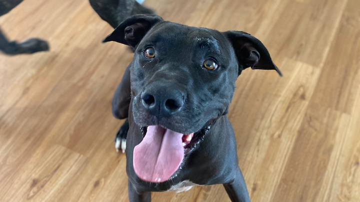 Zeus Emergency Vet Bill campaign photo, 1 of 3