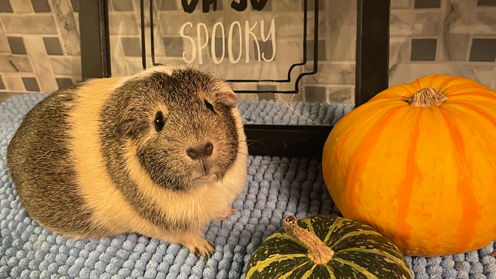Help Muffin Get Life-Saving Surgery campaign photo, 1 of 4